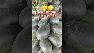 DescriptionXWorld's Most Expensive Watermelon - Japanese Black Watermelon Cultivation Black