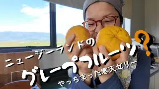 ニュージーランドのグレープフルーツ？(寒天ゼリー)