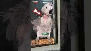 Jack Ko Kia Ho Gaya 😭🦜 - Lwm day 37/1000 @WhisperAnxiety