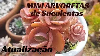 MAIS  de 11 mini ARVORETAS de Suculentas / Atualiza&ccedil;&atilde;o