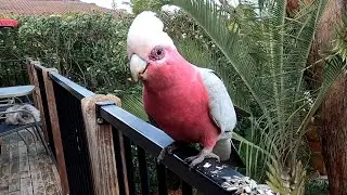 Taming a WILD PINK GALAH!! 🦜🕊️💓💞💕💖😍🥰😊