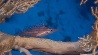 Dahab Um Sid 22/04/2017