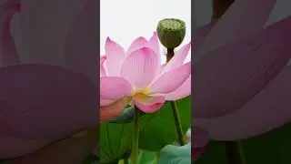 beautiful lotus meditation song