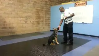 Progressive Dog Training tx naya
