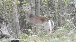 North Country Trail (5.3 miles) - US 322 to Fern Road, October 10, 2023