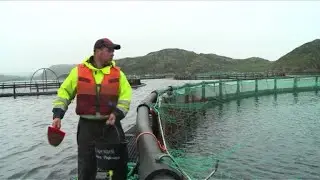 Russie: la mer de Barents, lieu id&eacute;al pour l'&eacute;levage du saumon