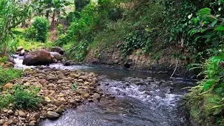 Sleep Immediately with Captivating Waters And Tranquil River Stream Sounds in a Lush Forest