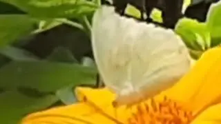 The common grass yellow  butterfly
