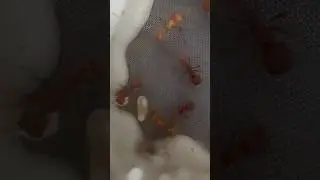 Ant check! #cute #ants #redants