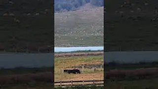 #cow #sheep #farm #country #travel #youtubeshorts #subscribe #video #fun #animals #fyp #nature #love