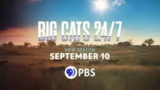 Preview - Big Cats 24/7 Season 2