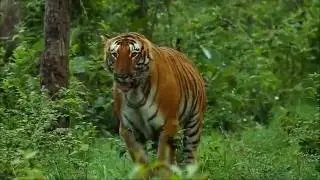 dandeli one of the most beautiful sanctuary
