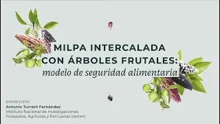 Milpa intercalada con &aacute;rboles frutales: Modelo de seguridad alimentaria