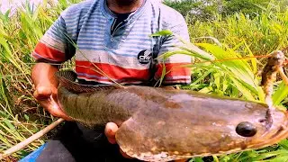 Sadis...!!! Umpan sampai remuk || Mancing gabus monster 