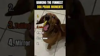 RANKING THE FUNNIEST DOG PRANK MOMENTS! 😂🐶 PART 2