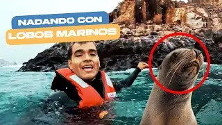 ISLAS PALOMINO | NADANDO con LOBOS MARINOS 🏝🦭