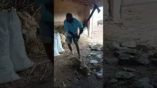 cortando Palma na luta
