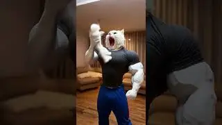 You Won&rsquo;t Believe What This Cat Did&hellip;        #shorts