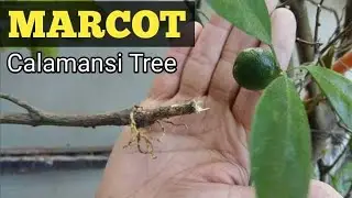 How to transfer a Marcot Calamansi Tree into plastic bottle KreativeFam