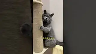 Angry Cat Destroy My TV 😤😤😤😤