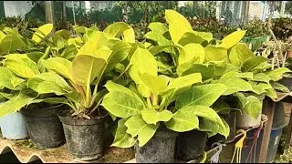 The golden nursery  is live indoor plant ko kaise dekhbhal karen