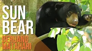 Beruang Matahari di Malaysia (Sun Bear in Malaysia)