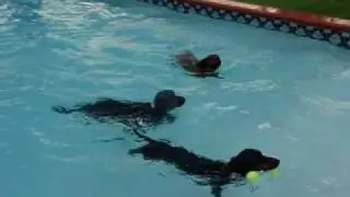 DACHSHUND POOL PARTY 7/18/09