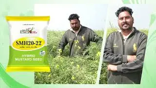 SMH20-22 हाईब्रिड सरसों बीज 🌱 | SVHSPL