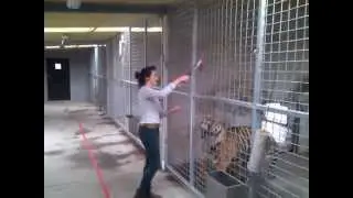 Orana Wildlife Park - Feed a Tiger!