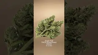Jungle Fuel THCa Flower 🌲 Gas Meets Balance