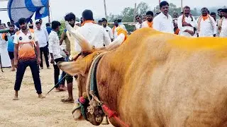 Karnataka state Chandrabanda village general category bulls race 1va kadi