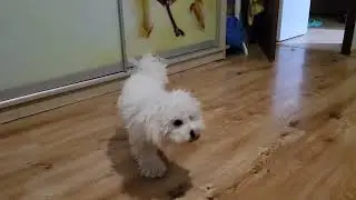 Puppy chasing tail😂