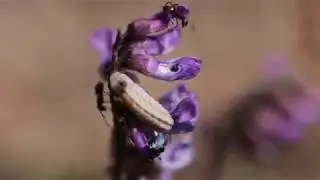 Ants Attending A Gossamer-winged Butterfly Larva (Glaucopsyche alexis) 2Of2