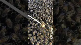Stop Swarming 🐝 | Queen Cell Removal Tips