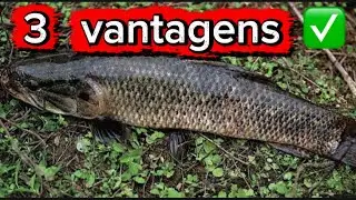 3 VANTAGENS DA PESCARIA DE TRAIRA QUE VAI TE SURPREENDER 