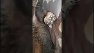 Funny Sleeping Cat / Murzik And His Incredible Poses / Мурзик и его невероятные позы)