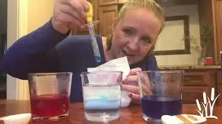 Bay Farm at Home | Density with Salt Water - Bay Farm Kindergarten