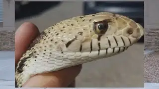 Animal Control sees increase in snake population