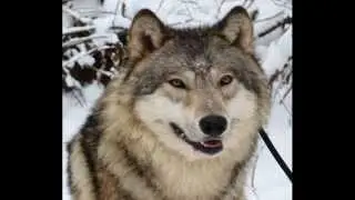 Information all wolf people should know about these wonderful animals.......