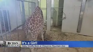 LIVE CAM: Baby Giraffe Born At Cheyenne Mountain Zoo Monday Morning Is A Girl!