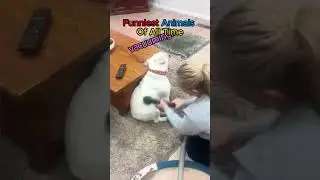Best Animal Voice Overs #funnyanimals #voiceover