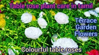 Table rose plant care in tamil...colourful table rose #portulaca #purslane #Cinderella