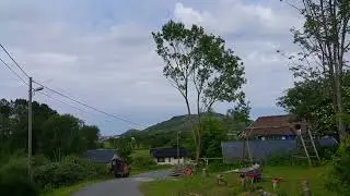 Felling av tre i hage i midtnorge.