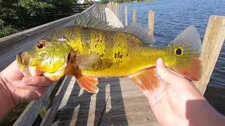Bass fishing in Lake Osborne and Spillway Park in Lake Worth Florida