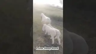 Prime Sheep Breed #breeder #cow #goatfarming #breeding #goatfarmingbusiness #animals #farming #goat