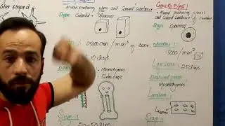 Connective Tissue | Cells of Connective Tissue | Chondroblast cell | What are Chondroblast cells