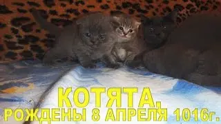 Купить котёнка: тел. 0507770818, видео 2.05.2016г., Скотиш спрайт, скотиш фолд, 5 котят.