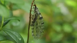 Osmylus fulvicephalus 2021 2