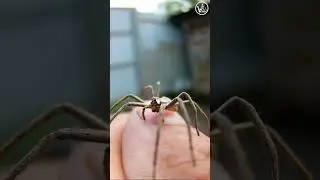 #pisauramirabilis #astrakhan #spider #Pisauridae
