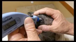 GLAUCOMA EYE PRESSURE CHECK . 17-YEAR-OLD DOG . SAN MARCOS-TX